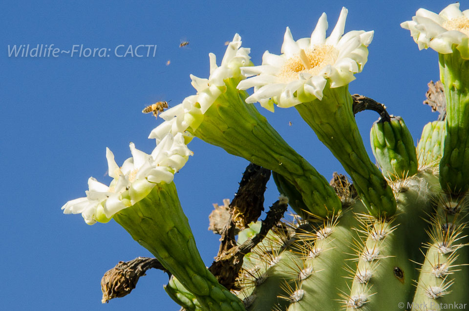 Cacti-168.jpg