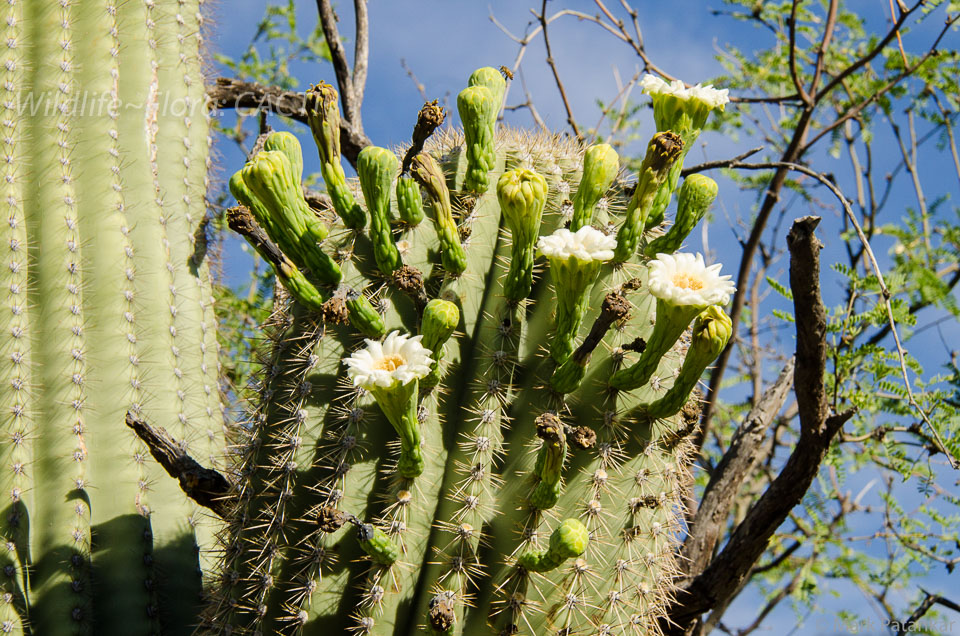 Cacti-169.jpg