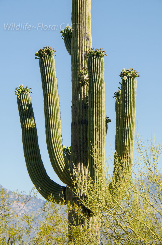 Cacti-170.jpg