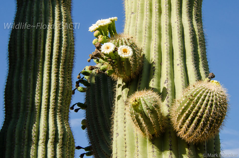 Cacti-171.jpg