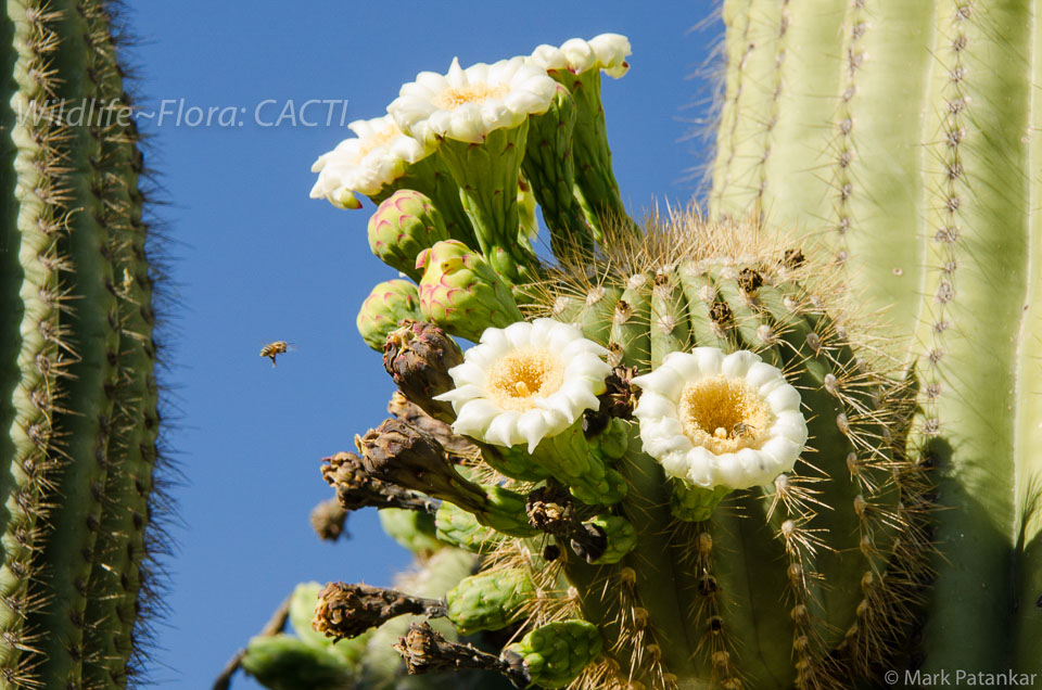 Cacti-172.jpg