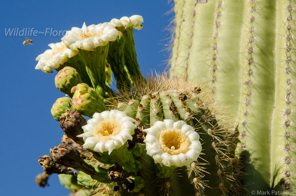 Cacti-173.jpg