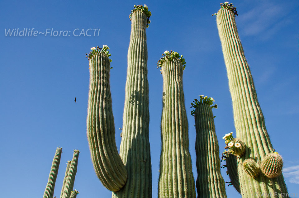 Cacti-174.jpg