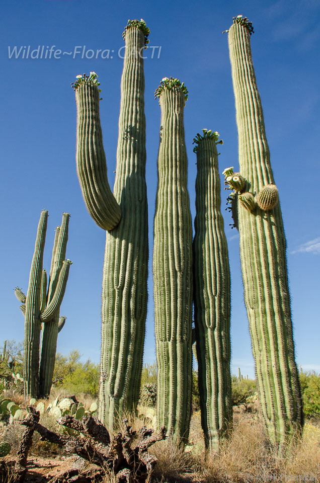 Cacti-175.jpg