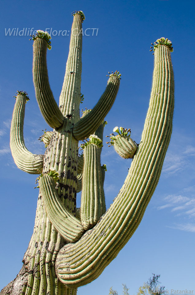 Cacti-176.jpg