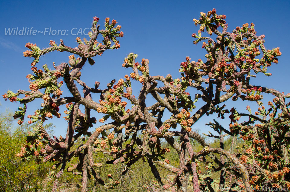 Cacti-177.jpg