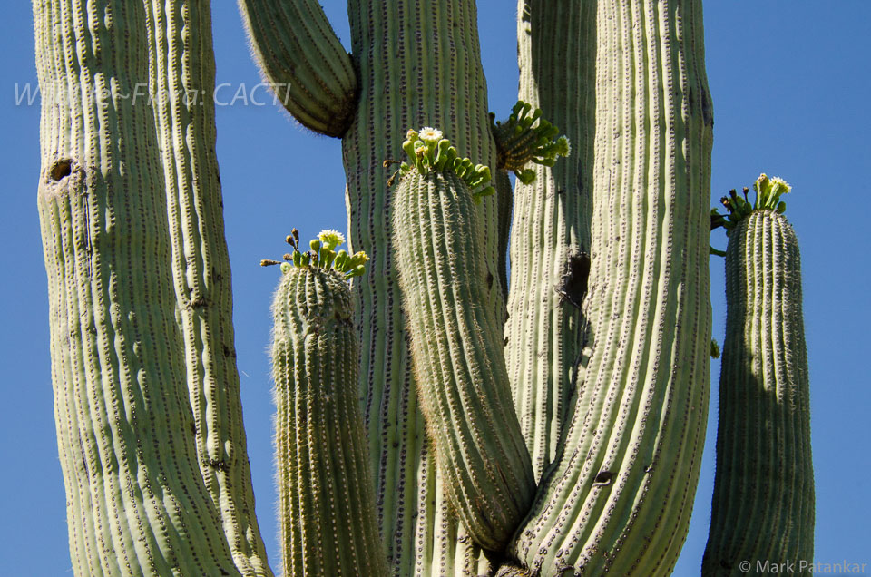 Cacti-178.jpg