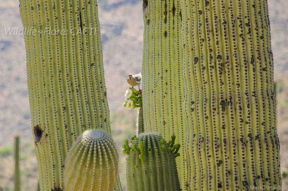 Cacti-179.jpg