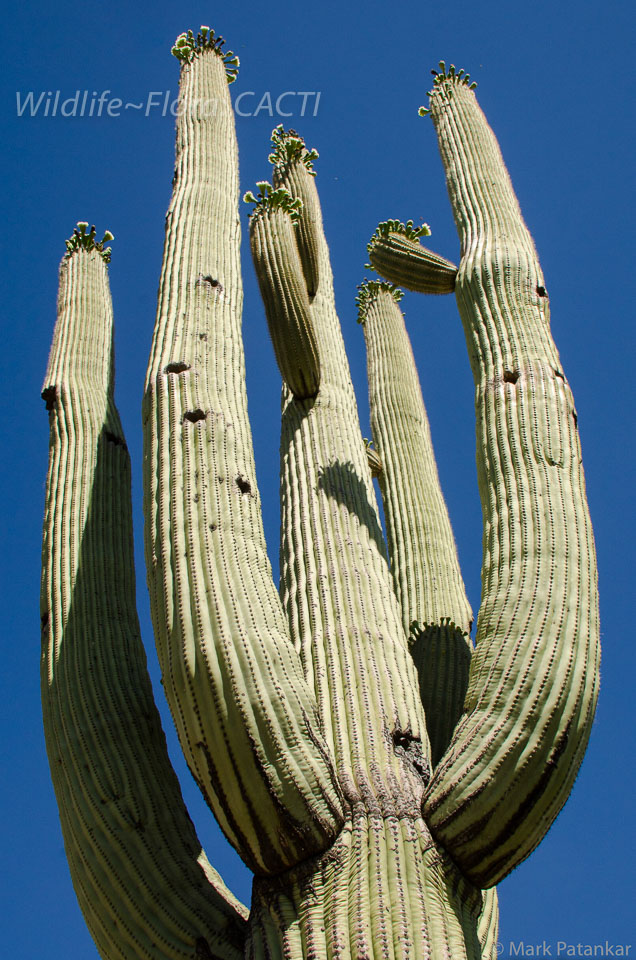 Cacti-180.jpg