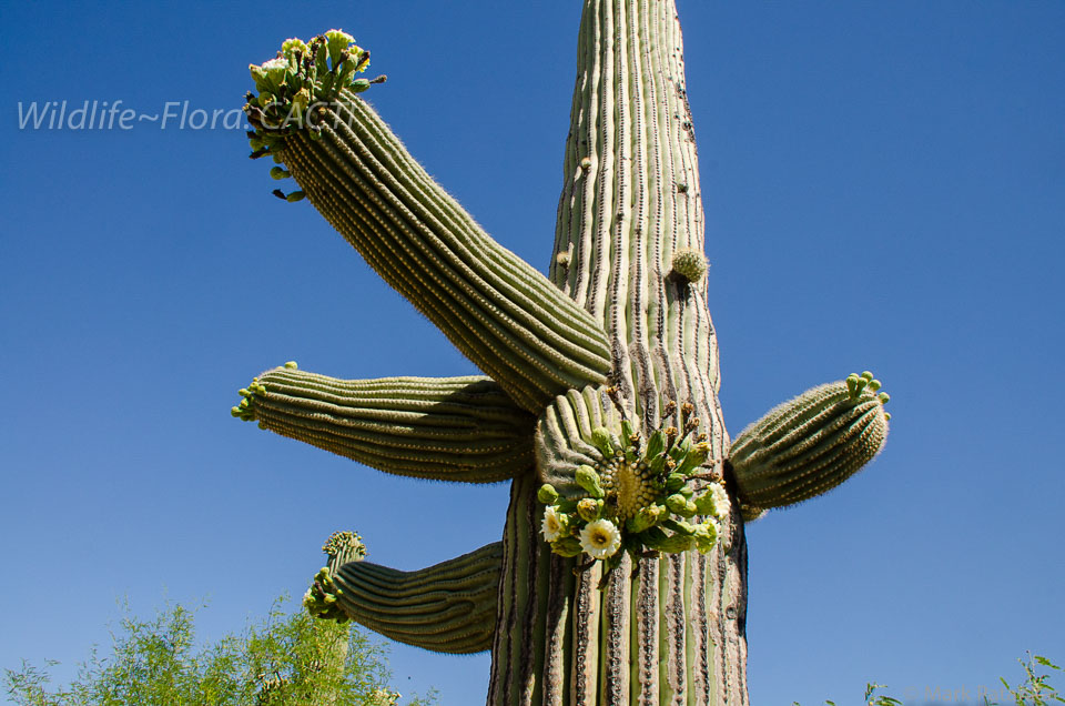 Cacti-181.jpg