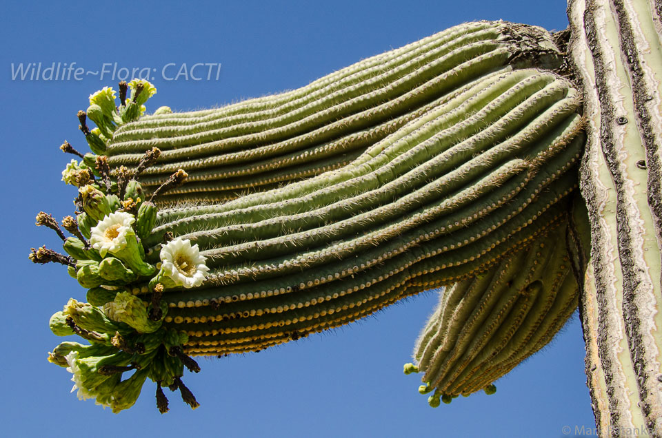 Cacti-182.jpg