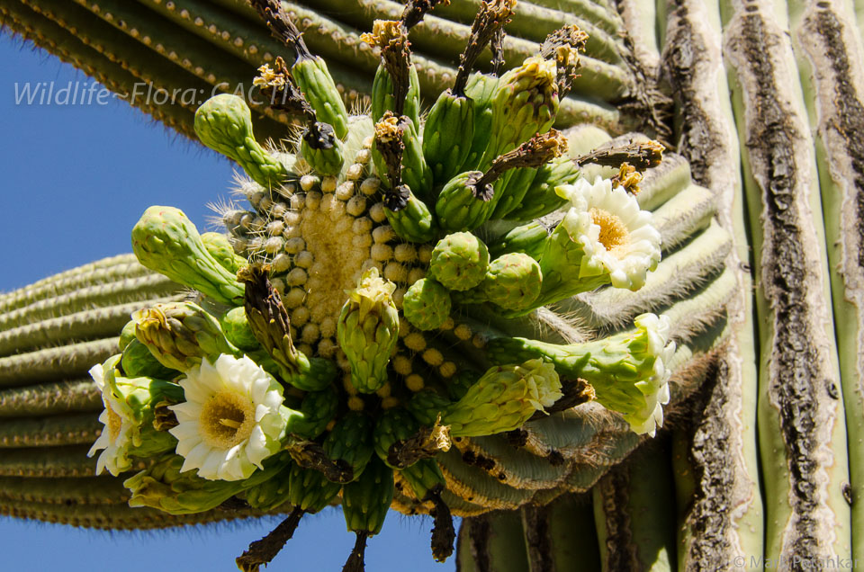 Cacti-183.jpg