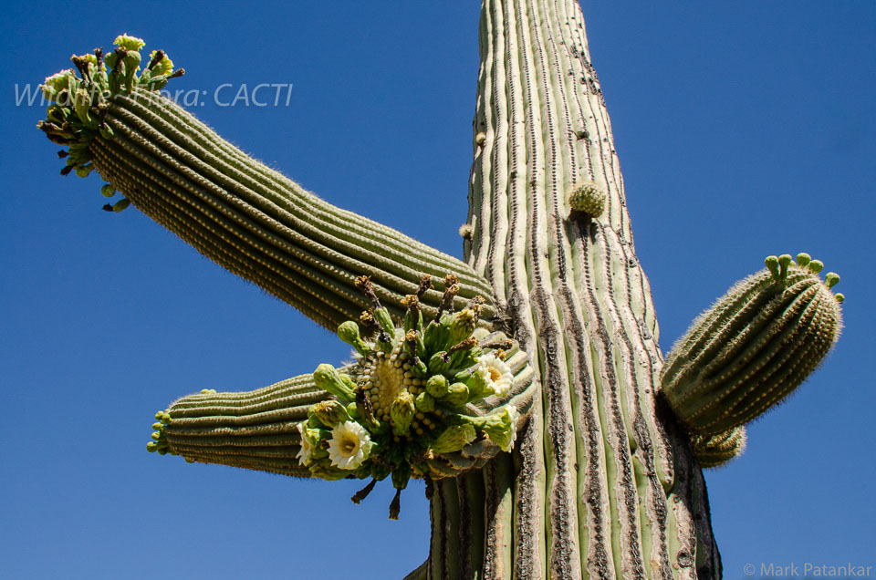 Cacti-184.jpg