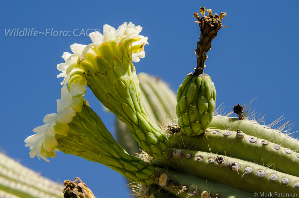 Cacti-185.jpg