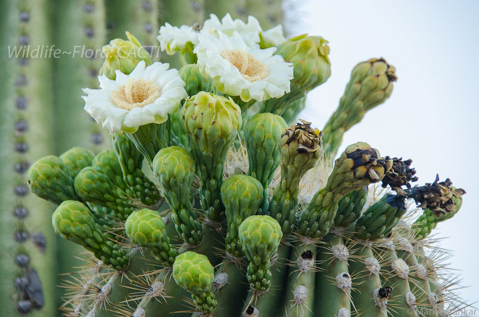 Cacti-187.jpg