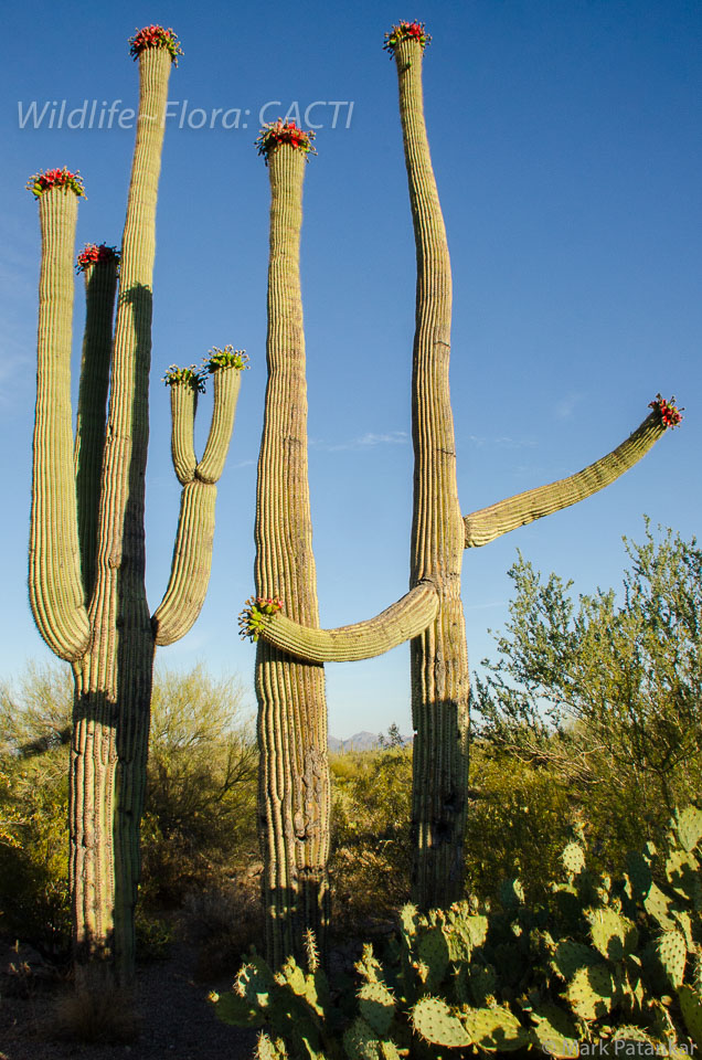 Cacti-188.jpg