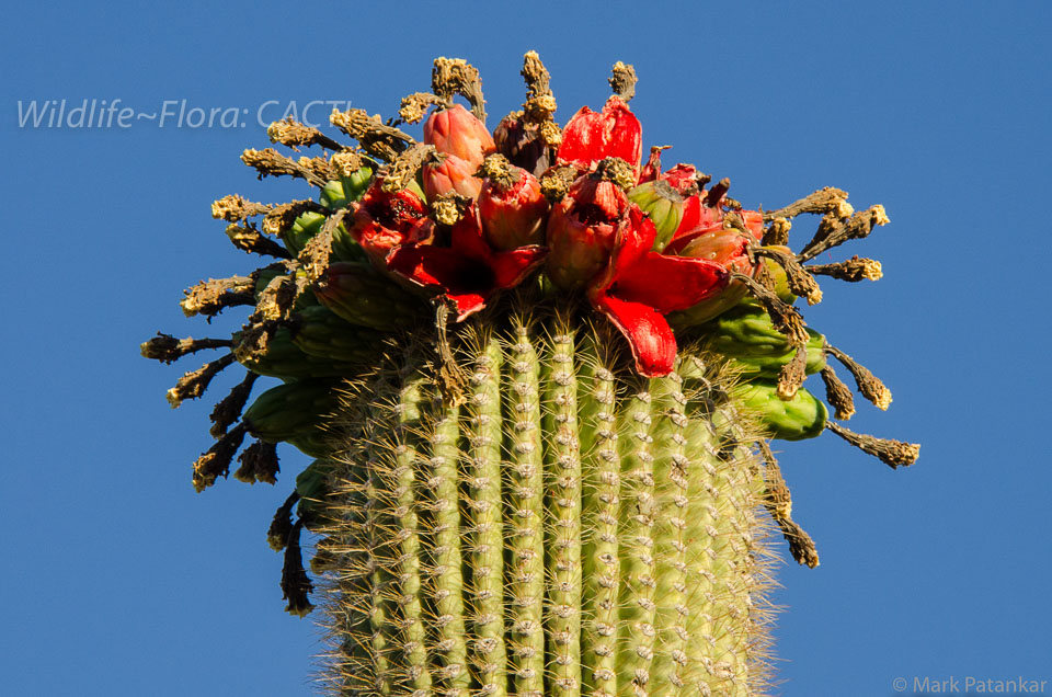 Cacti-189.jpg