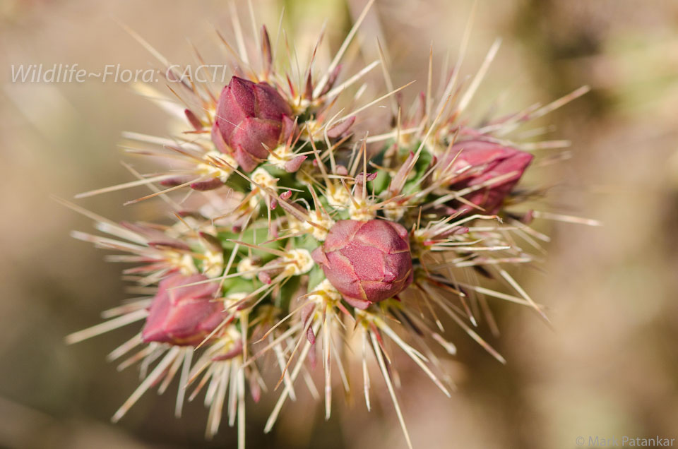 Cacti-19.jpg