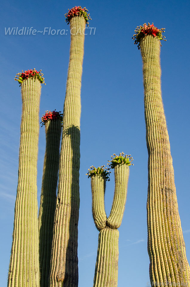 Cacti-190.jpg