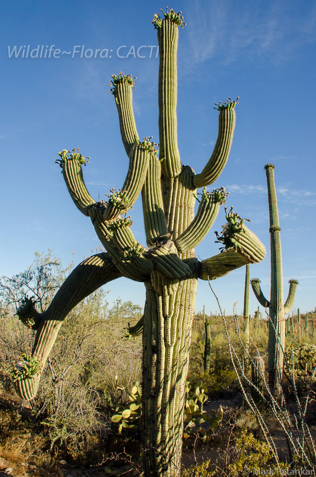 Cacti-191.jpg