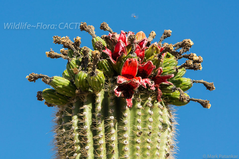 Cacti-193.jpg