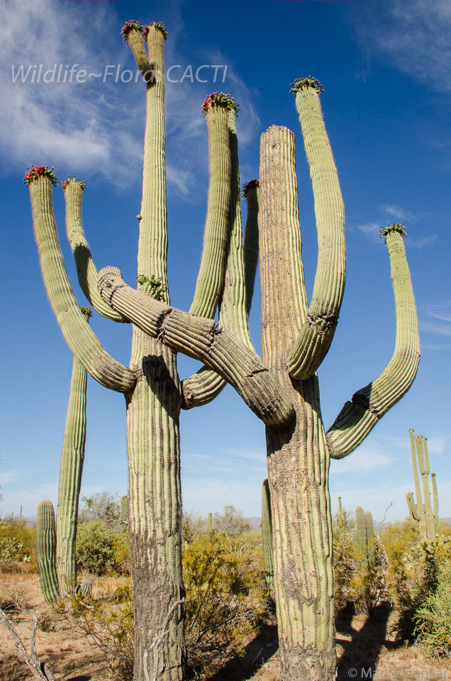 Cacti-194.jpg