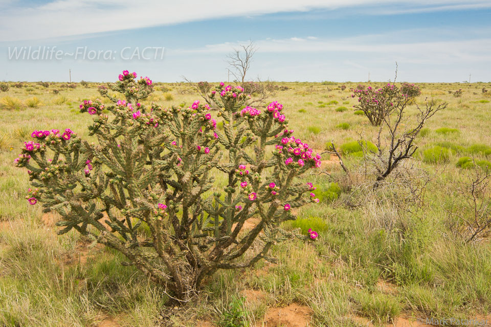 Cacti-195.jpg