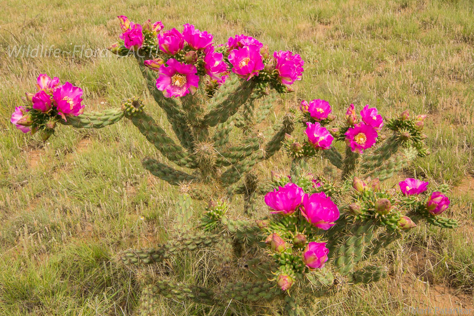 Cacti-196.jpg