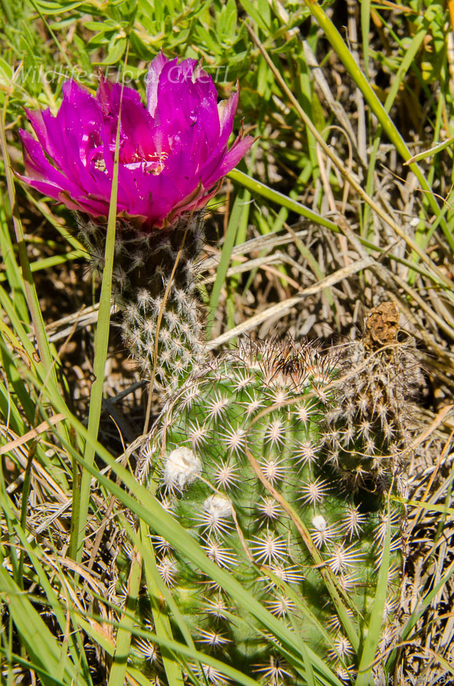 Cacti-198.jpg