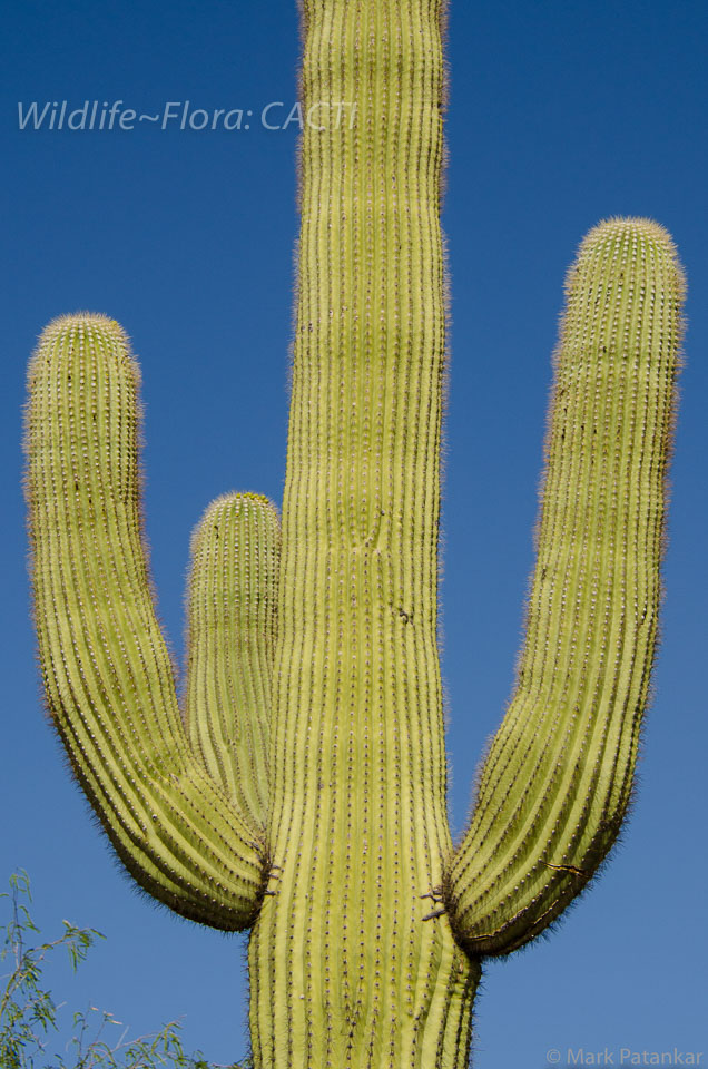 Cacti-24.jpg