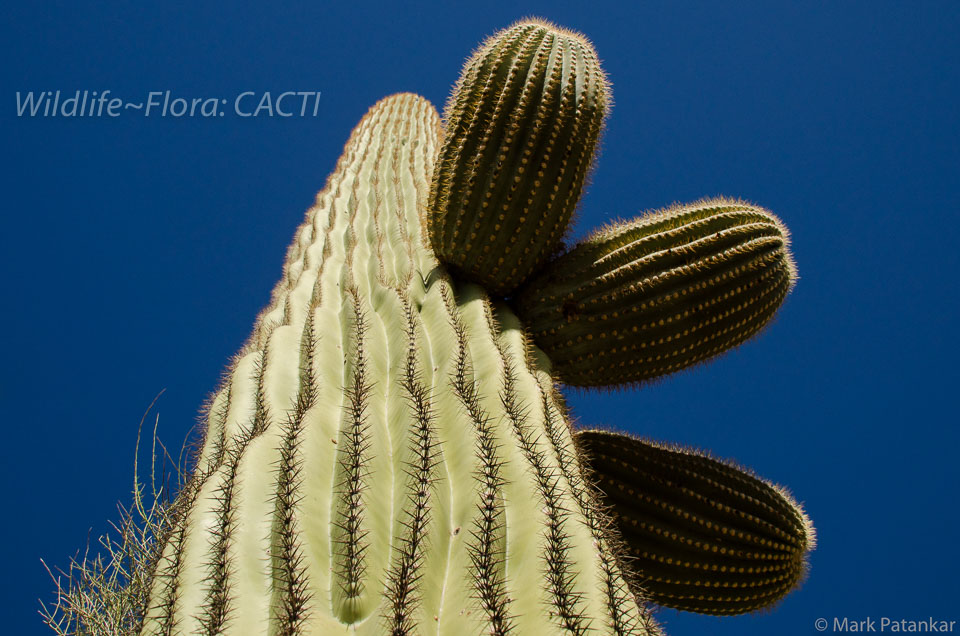 Cacti-25.jpg