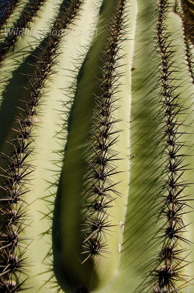 Cacti-26.jpg