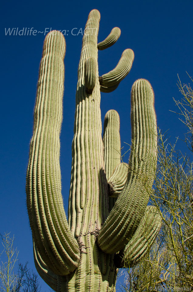 Cacti-27.jpg