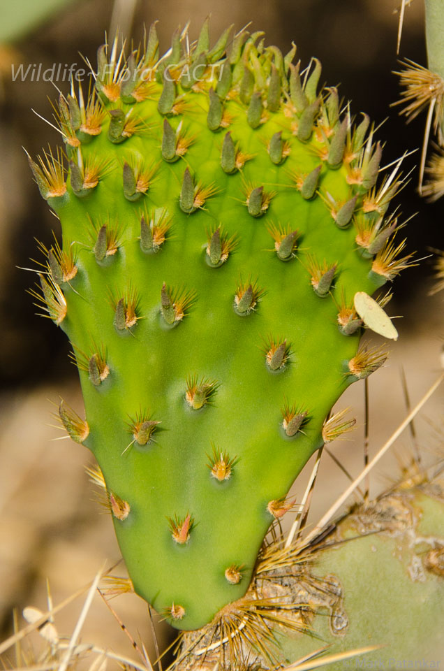 Cacti-28.jpg