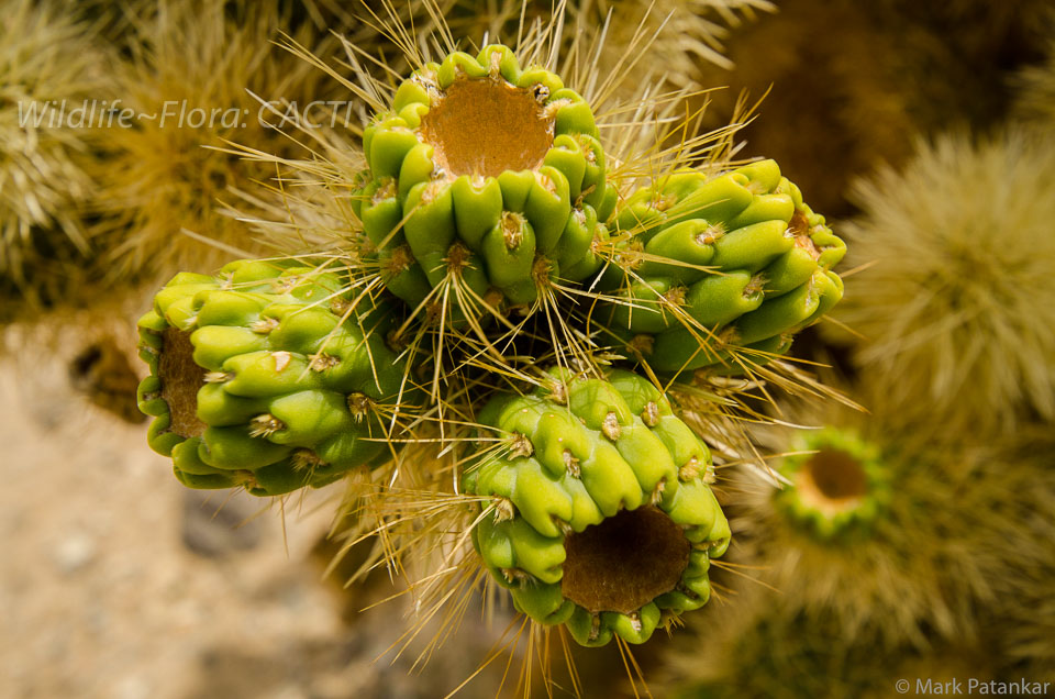 Cacti-3.jpg