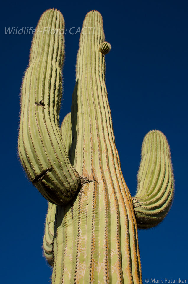 Cacti-30.jpg