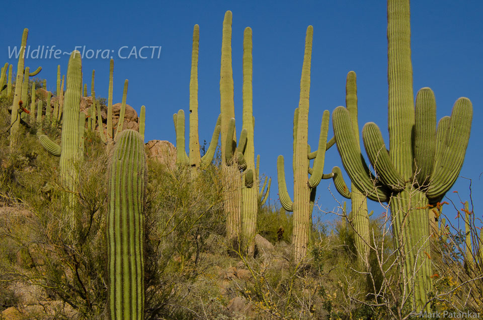 Cacti-36.jpg