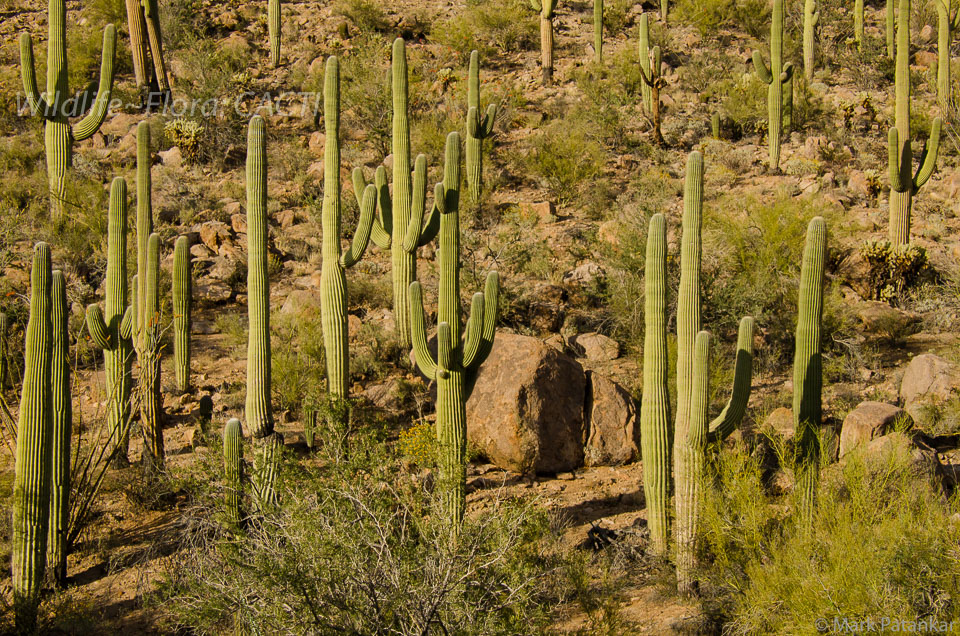 Cacti-37.jpg