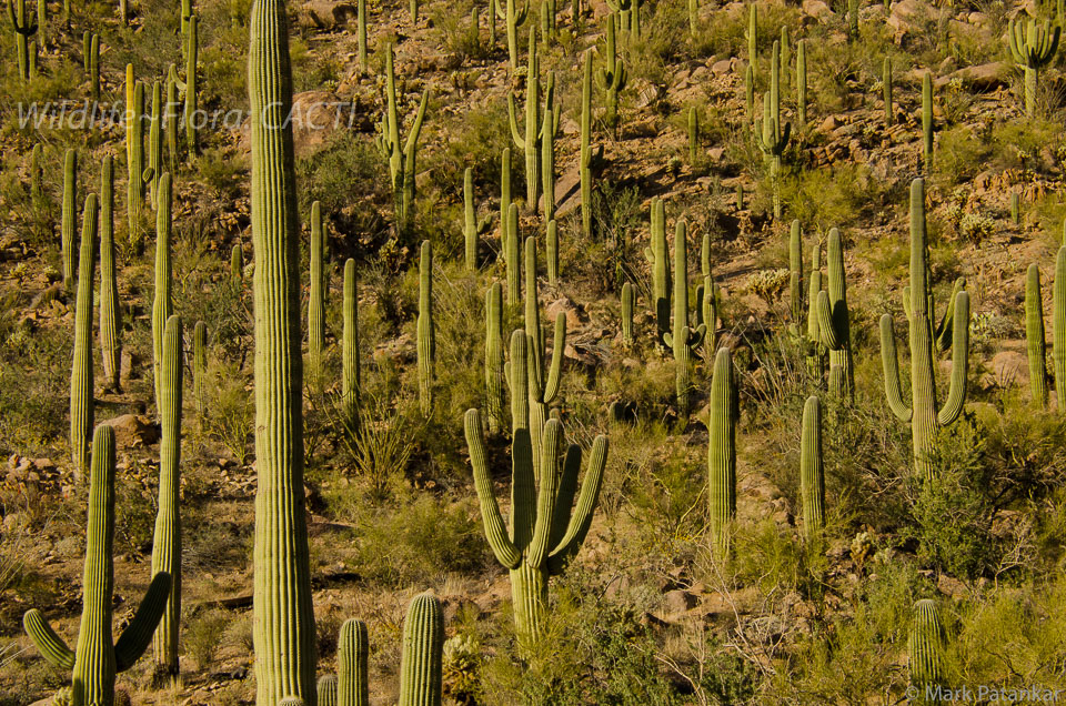 Cacti-38.jpg