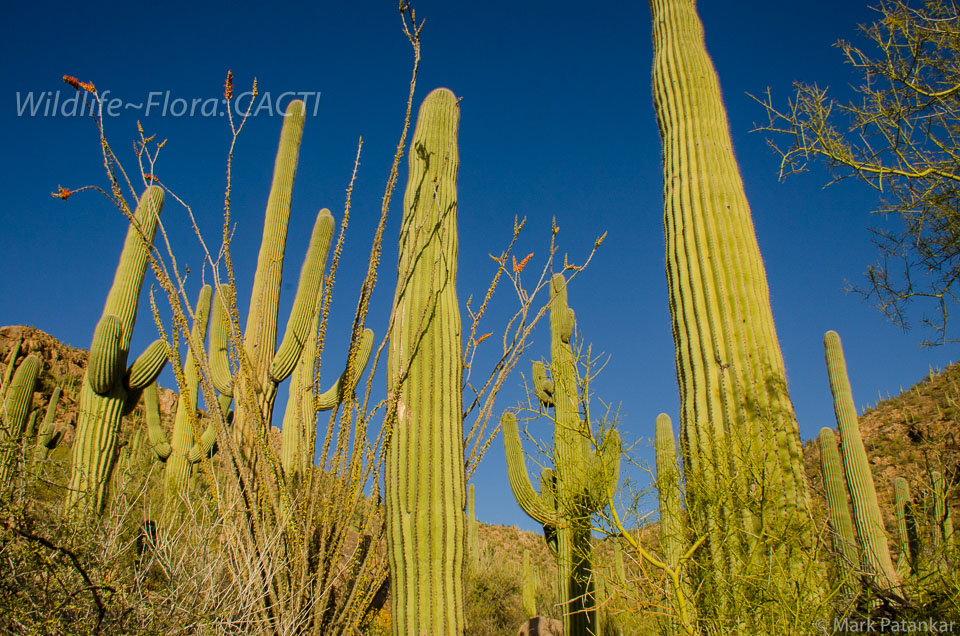 Cacti-40.jpg