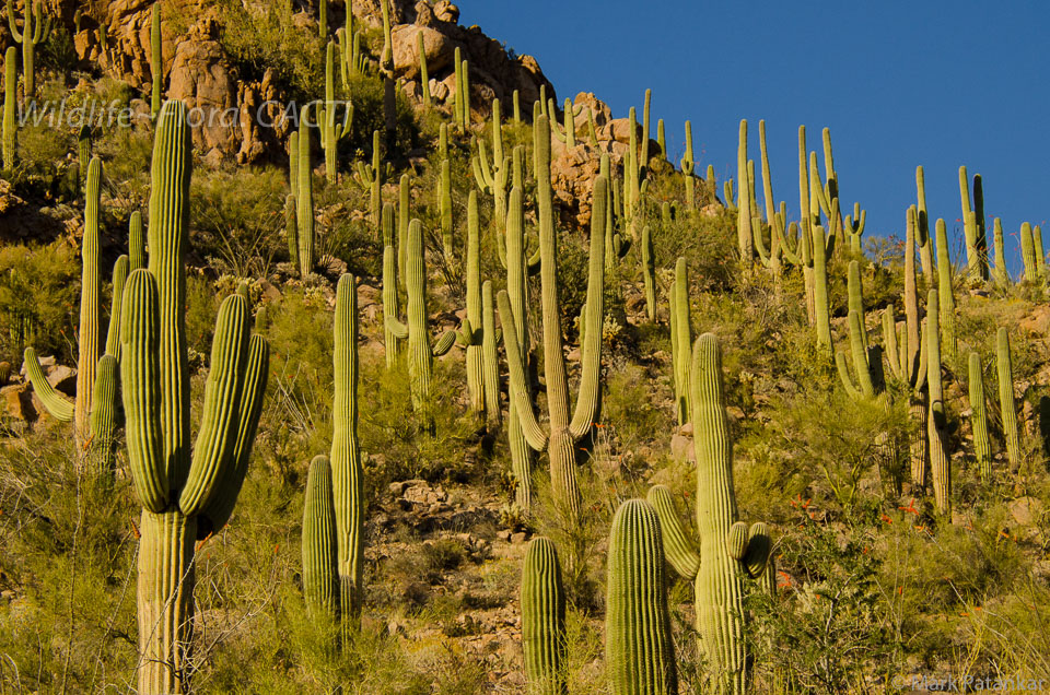 Cacti-41.jpg