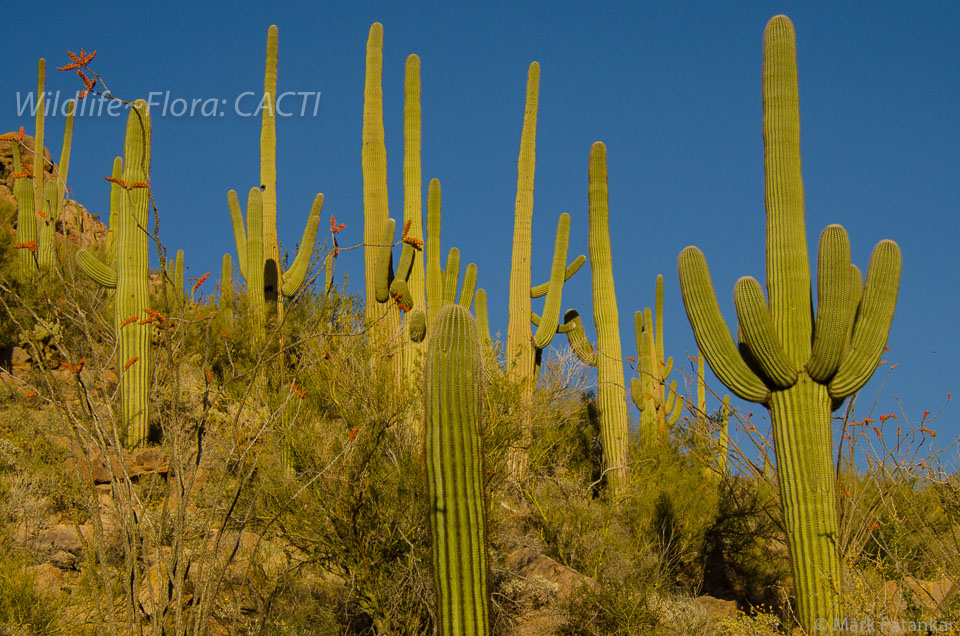 Cacti-42.jpg