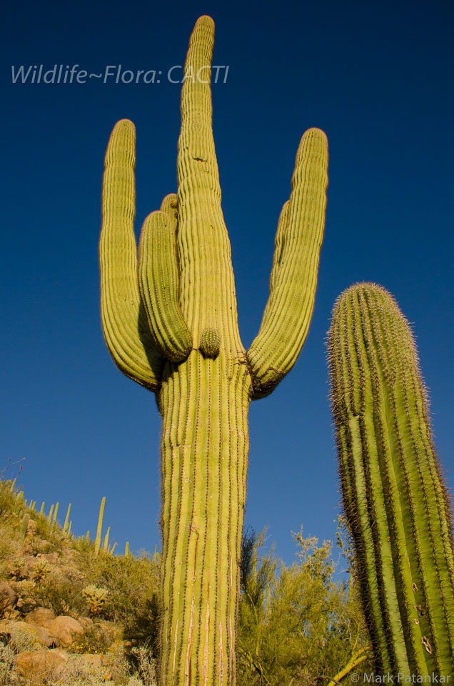 Cacti-43.jpg