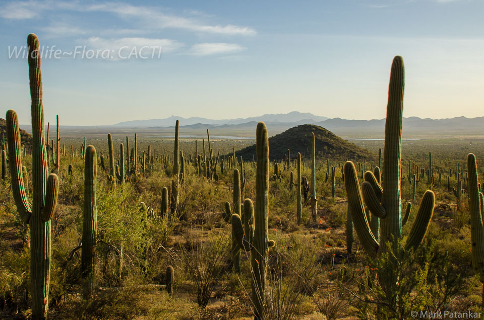 Cacti-44.jpg