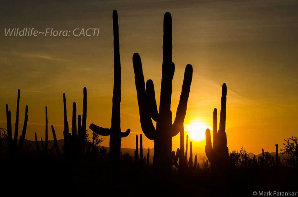 Cacti-45.jpg