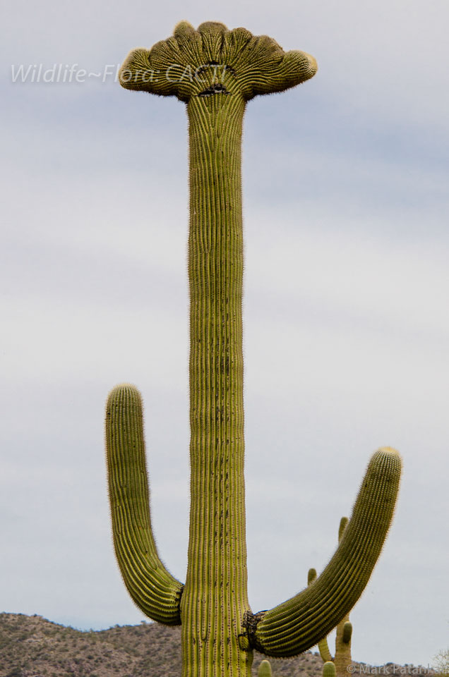 Cacti-46.jpg