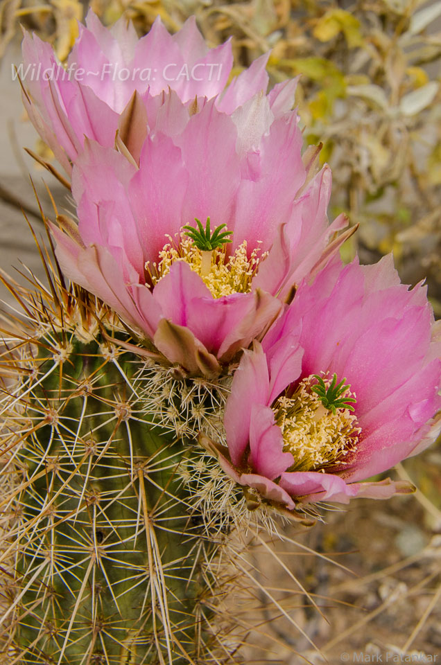 Cacti-48.jpg