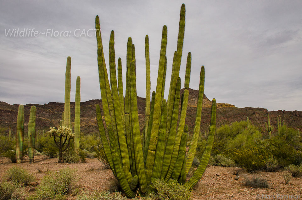 Cacti-49.jpg