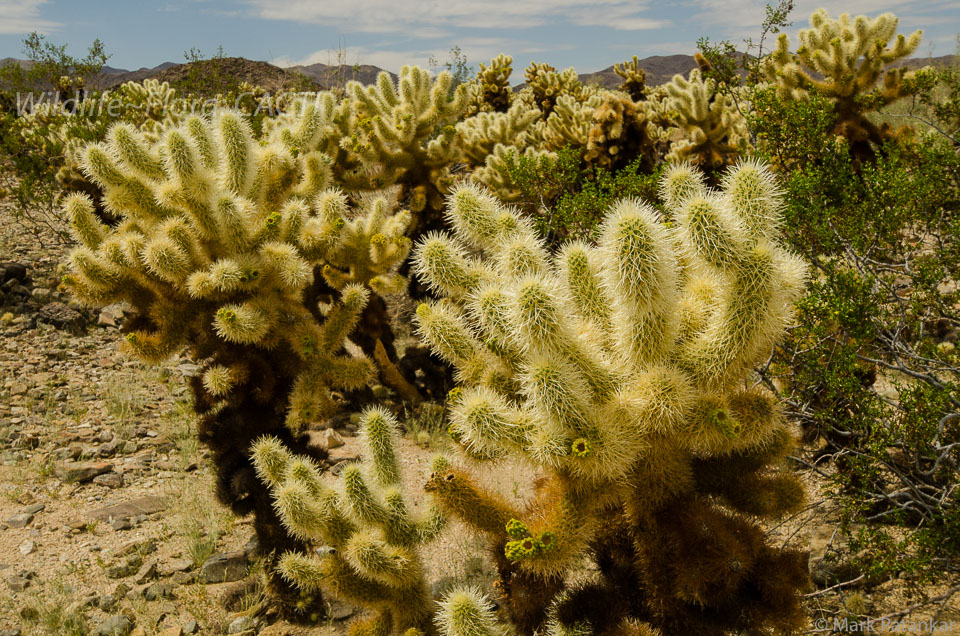 Cacti-5.jpg