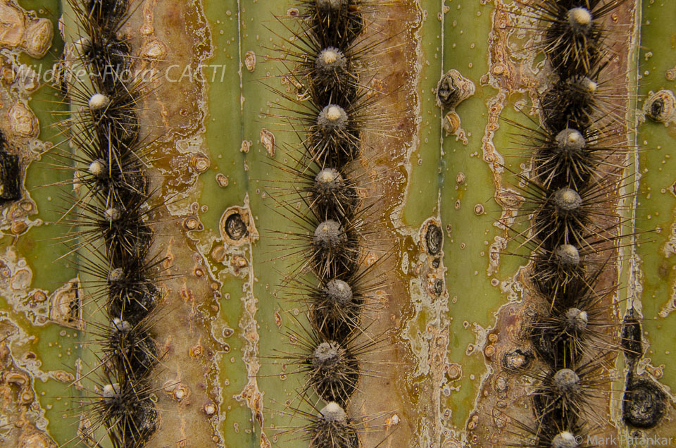 Cacti-50.jpg